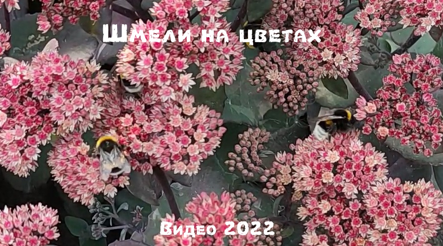 Видео 2022 Шмели на цветах
