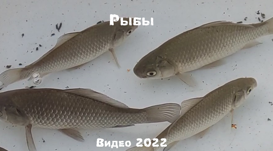 Видео 2022 Рыбы