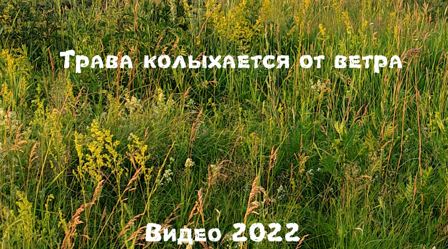 Видео 2022 Трава колыхается от ветра