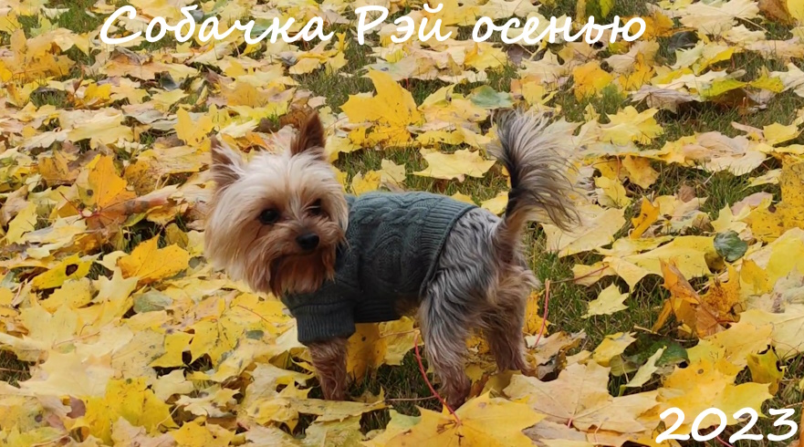 Видео 2023 Собачка Рэй бежит по осенней листве Осень