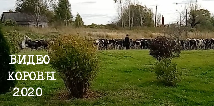 Видео 2020. Коровы.