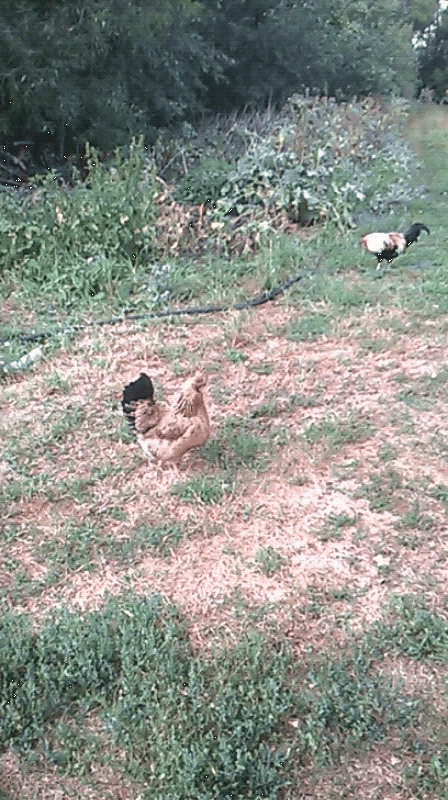 Курица и петух