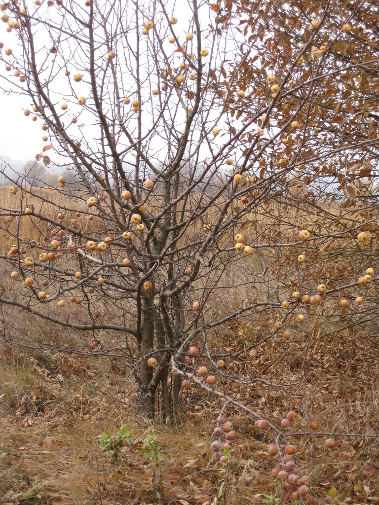 Яблоки