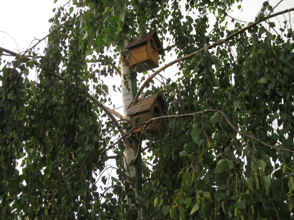 Скворечники на берёзе