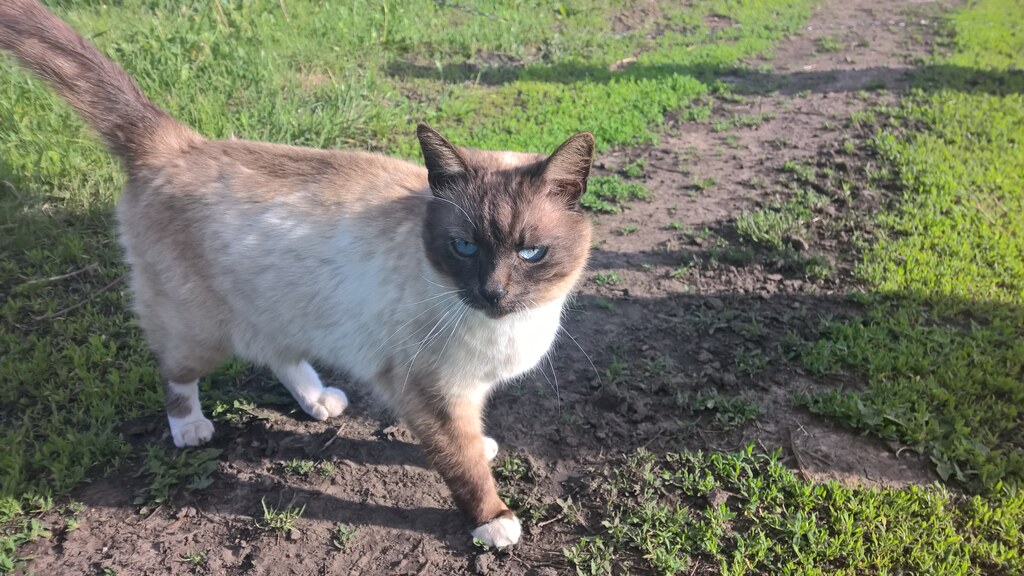 Очень красивая кошечка
