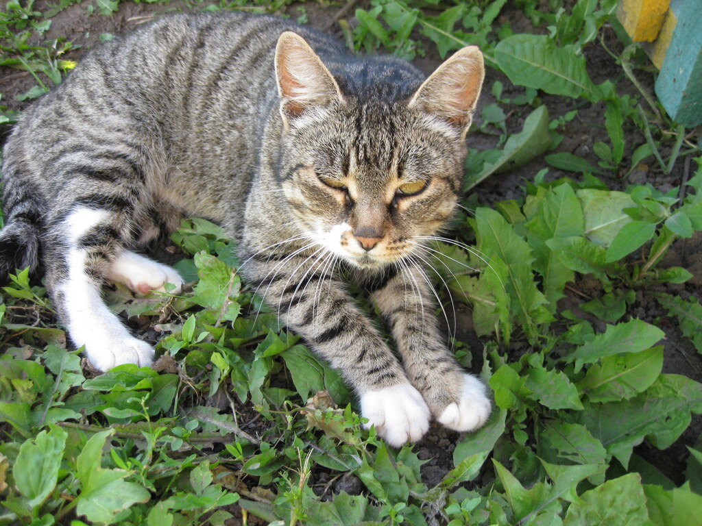 Красивая кошечка