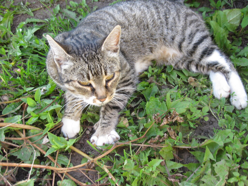 Красивая кошечка