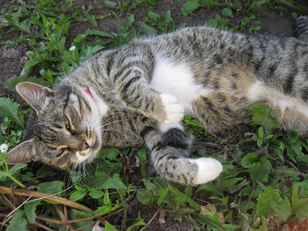 Красивая кошечка