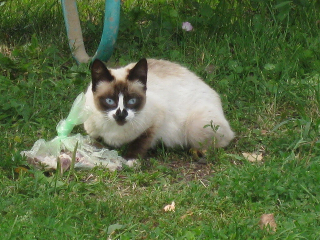 Кошечка
