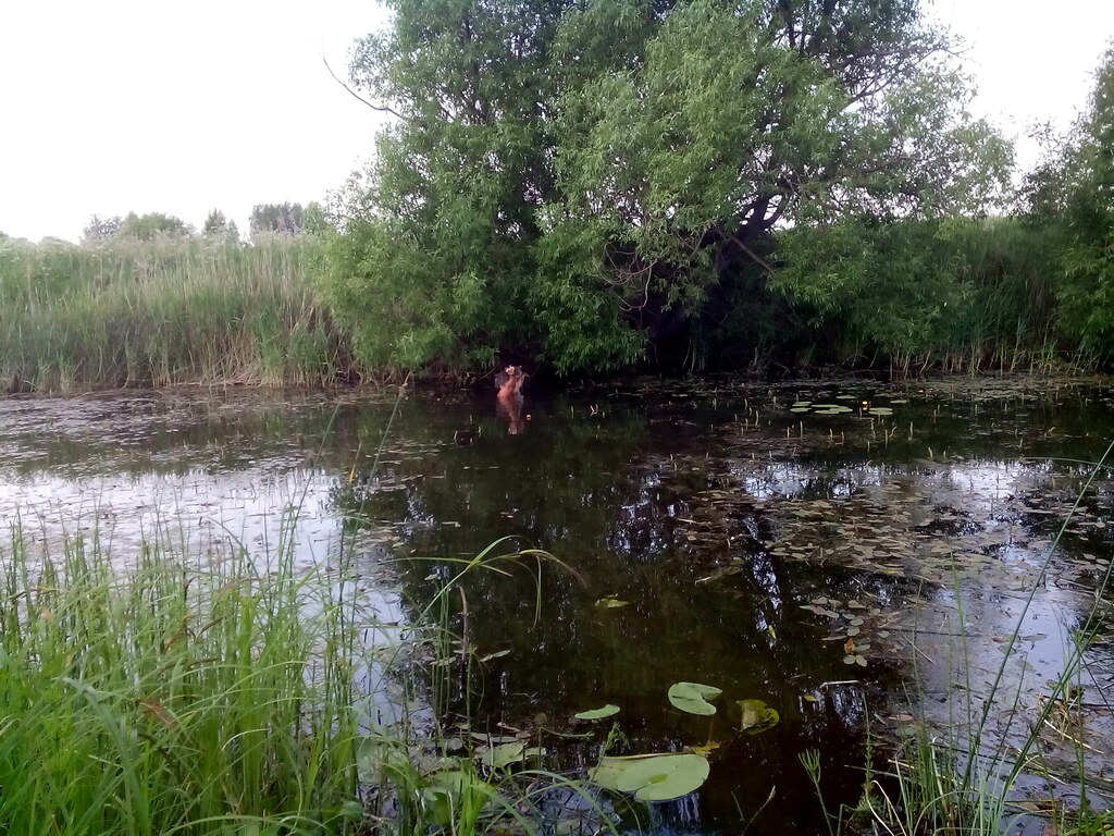 Ловись рыбка, большая и маленькая