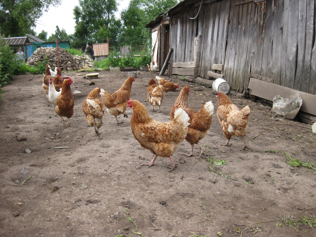 Курочки