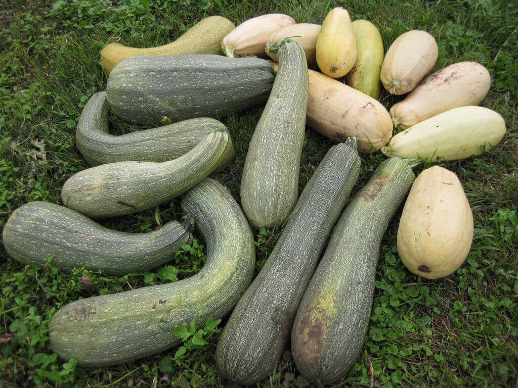 Кабачки