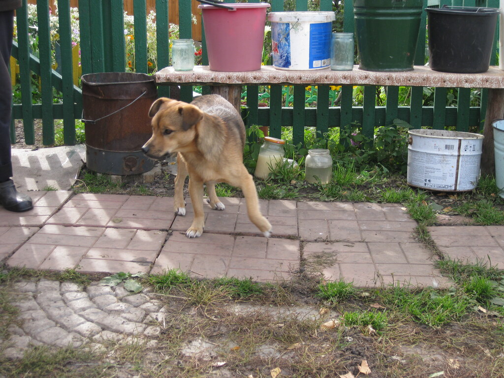 Собака Шарик