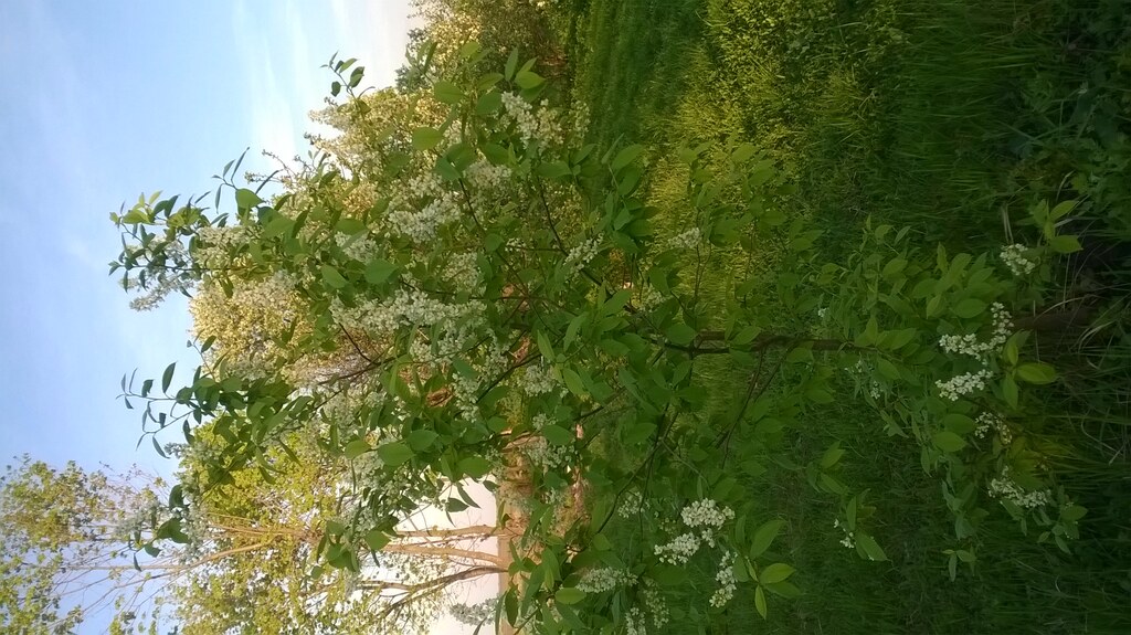 Майское цветение