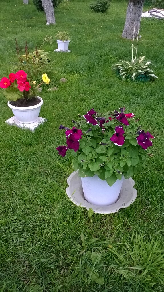 Цветы