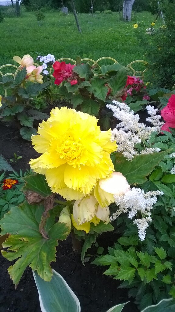Цветы