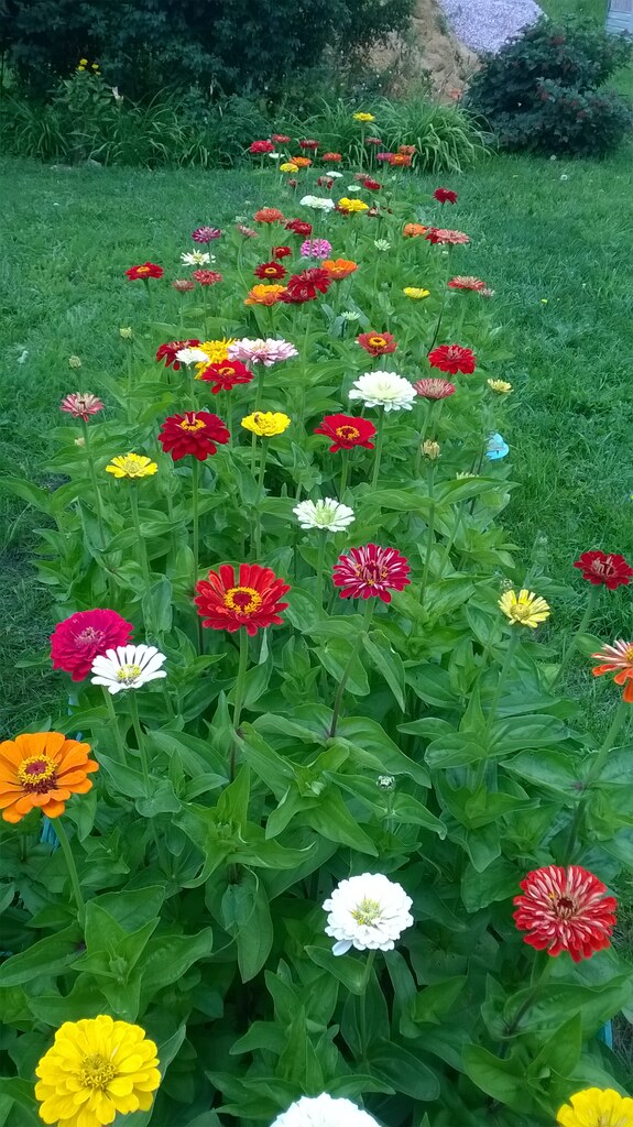 Цветы