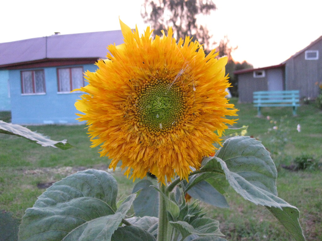 Подсолнух