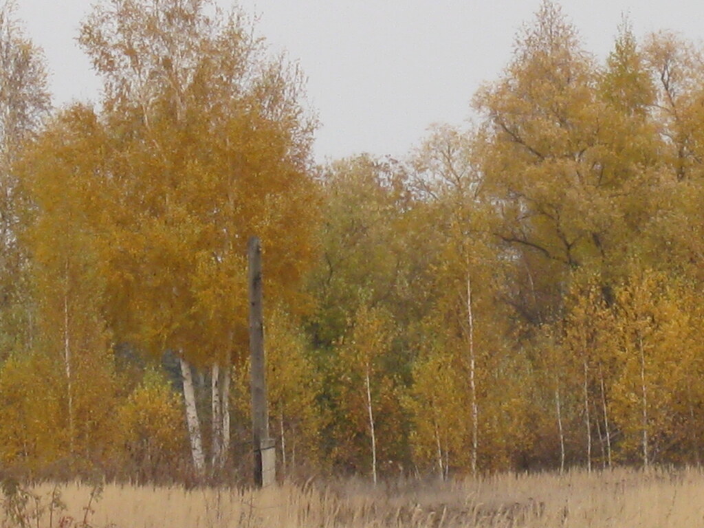 Берёзовая лесополоса