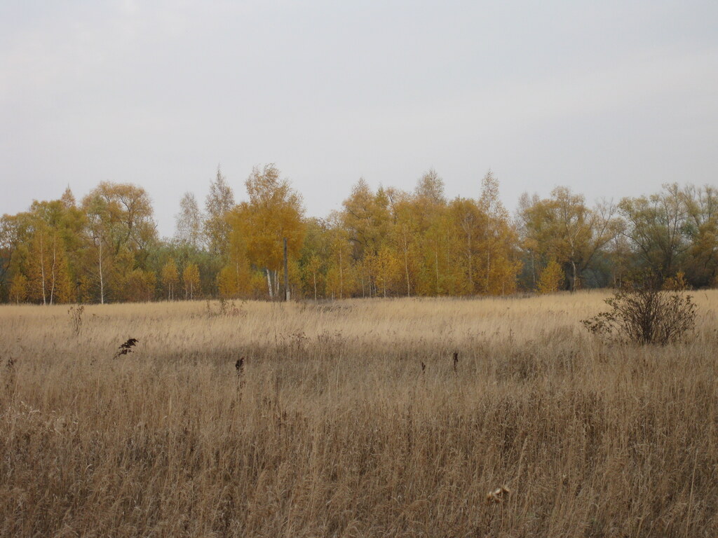 Берёзовая лесополоса