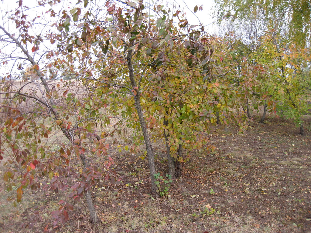 В саду