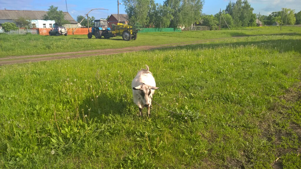 Коза на лугу