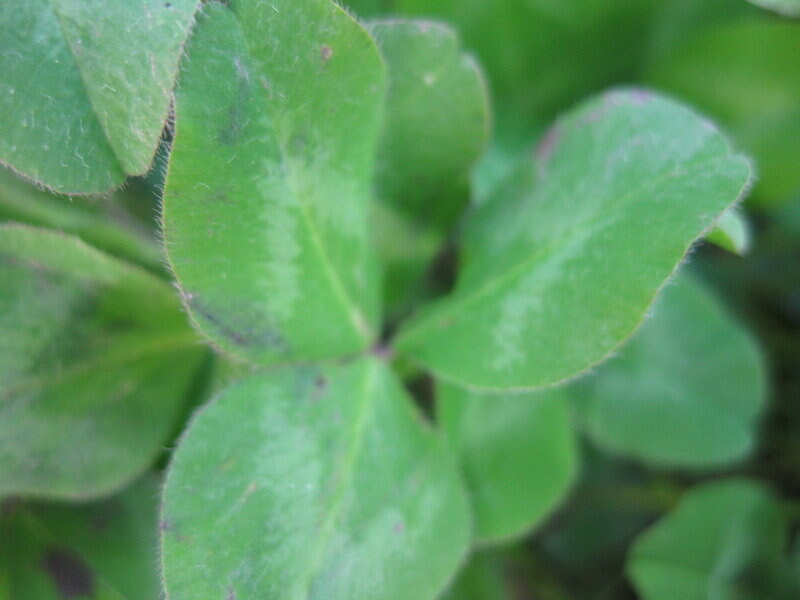 Природа