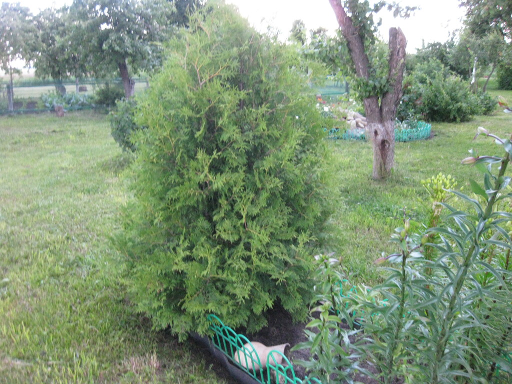 В саду