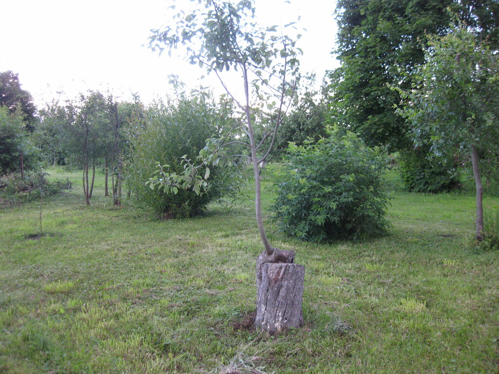 В саду