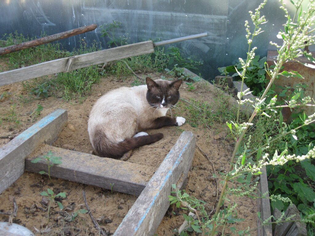 Кошечка
