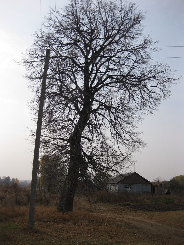 Старая добрая липа