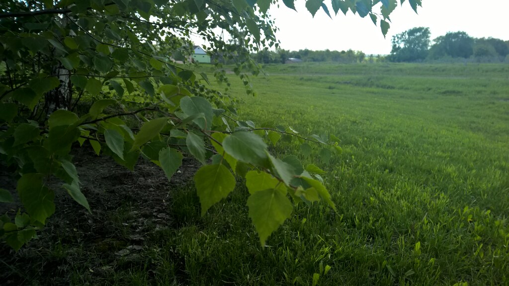 Природа в деревне