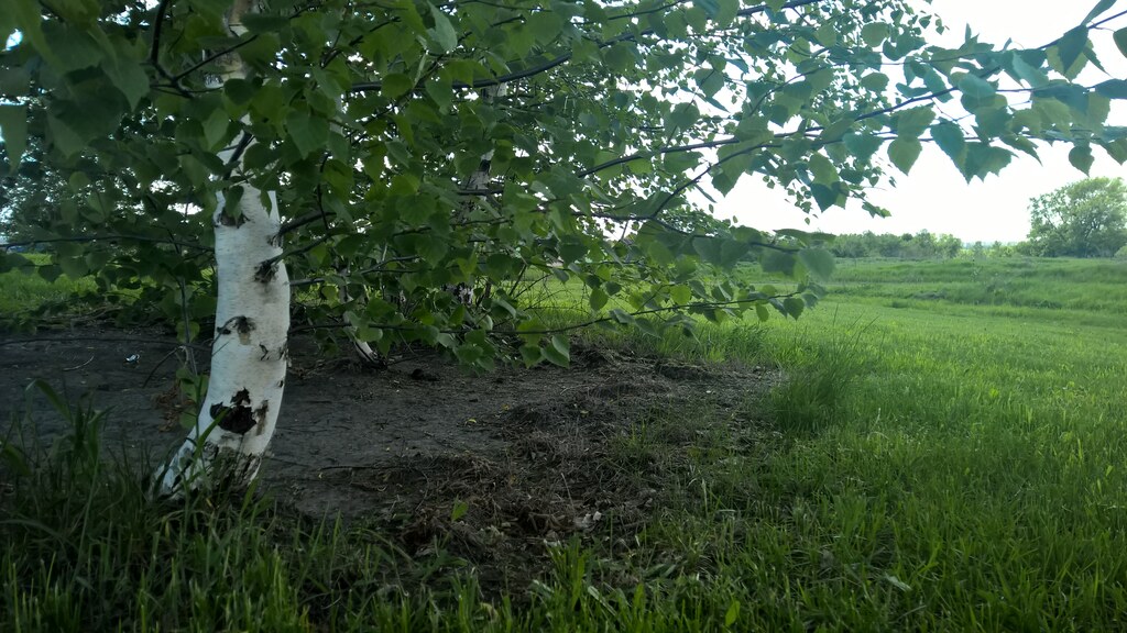 Природа в деревне
