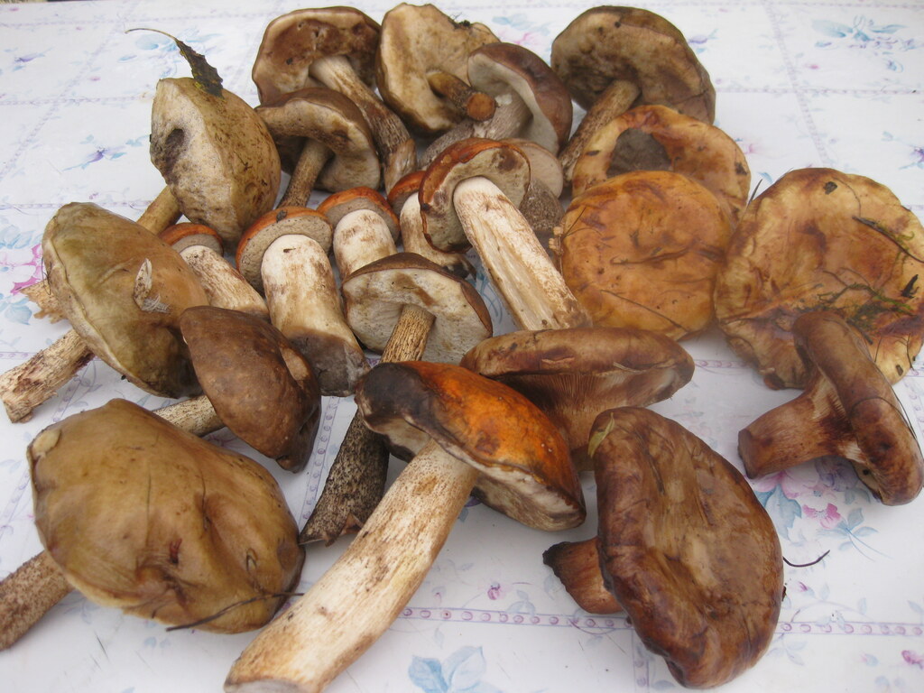 Грибы