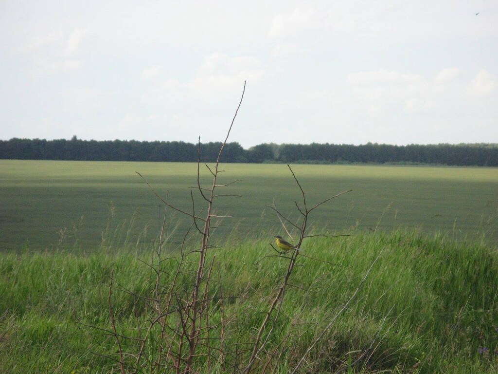 Природа в деревне