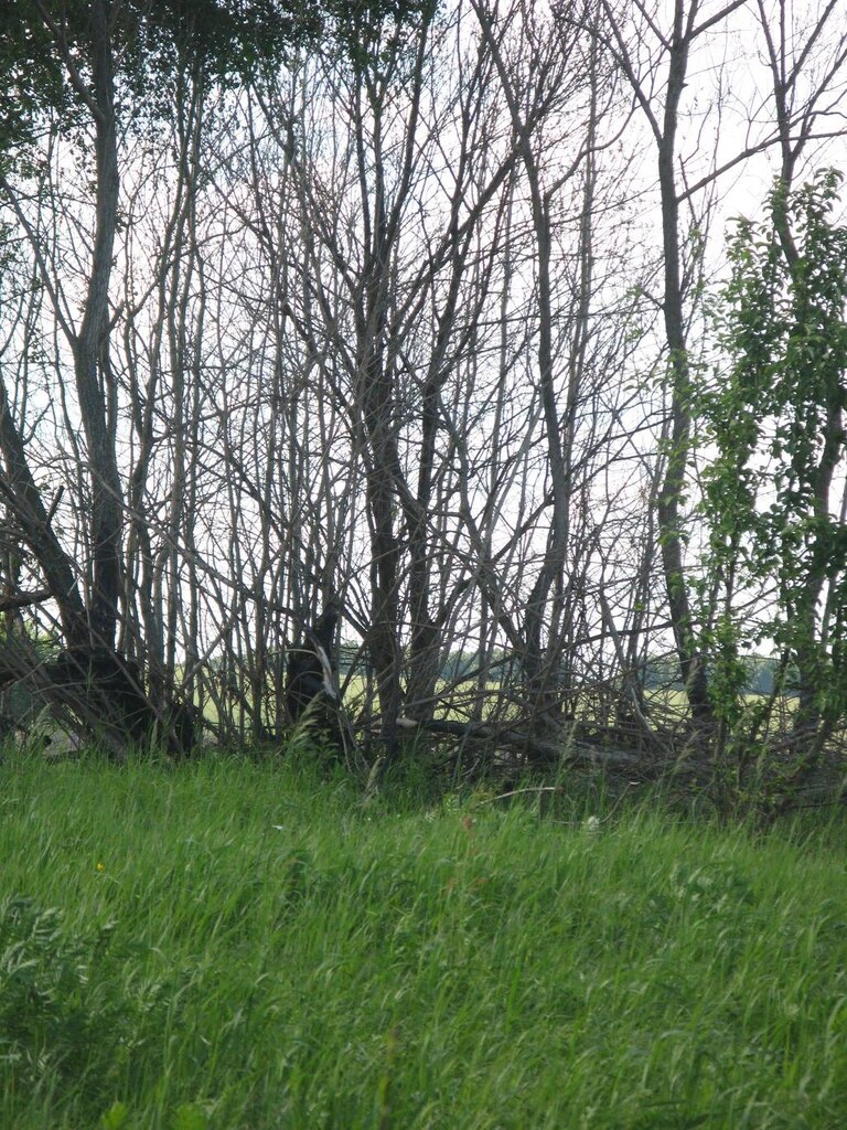 Природа в деревне