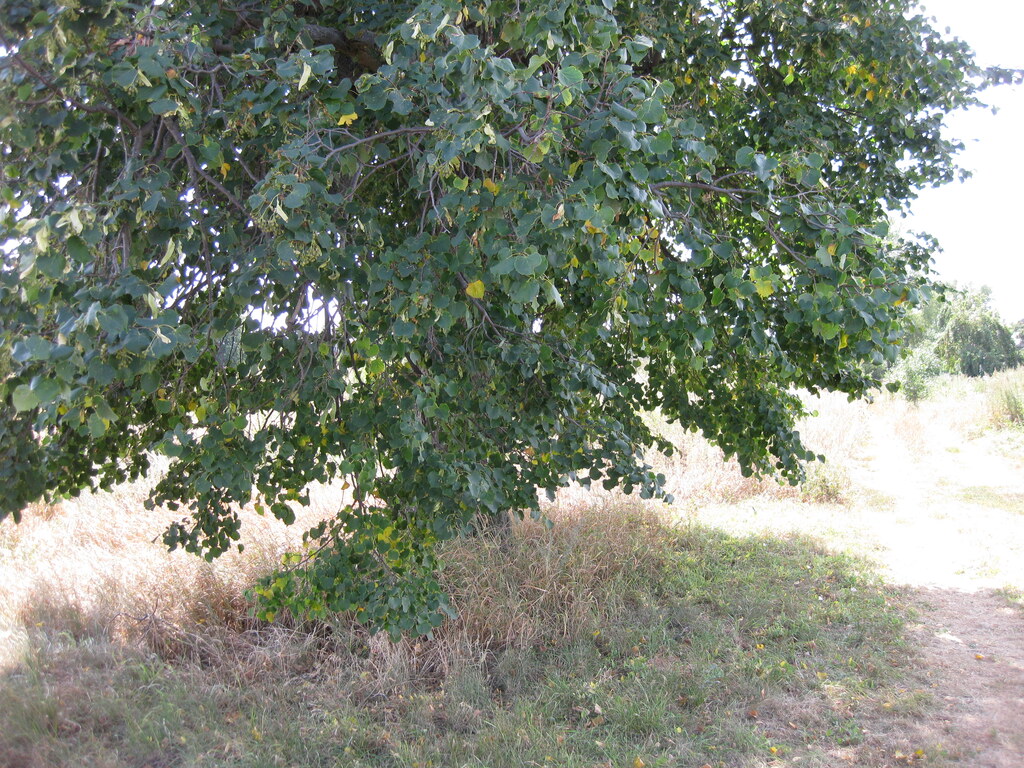 Липа у дома Копыловых