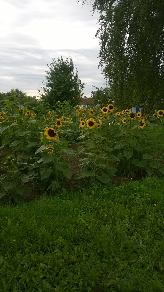 Подсолнухи