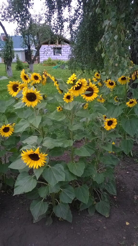 Подсолнухи