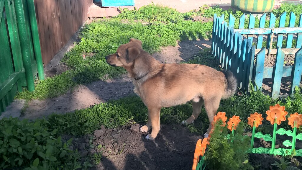 Шарик