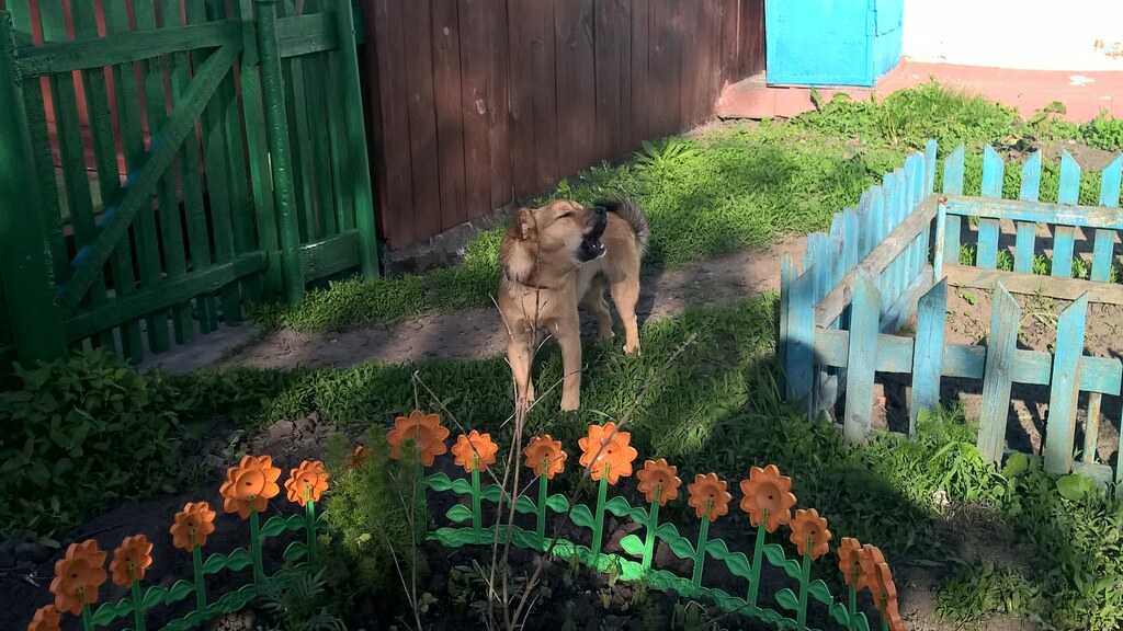 Шарик
