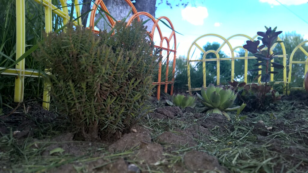 Цветы