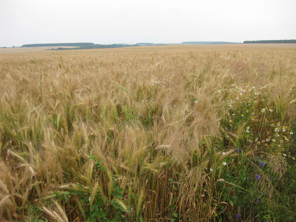 Пшеница