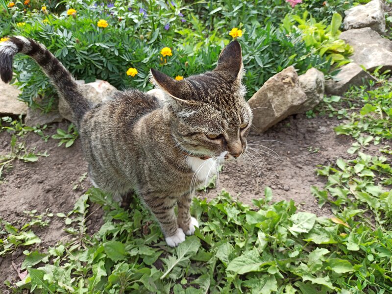 Серенькая кошечка