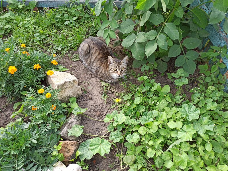 Серенькая кошечка