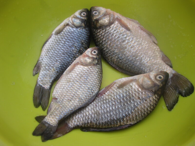 Караси