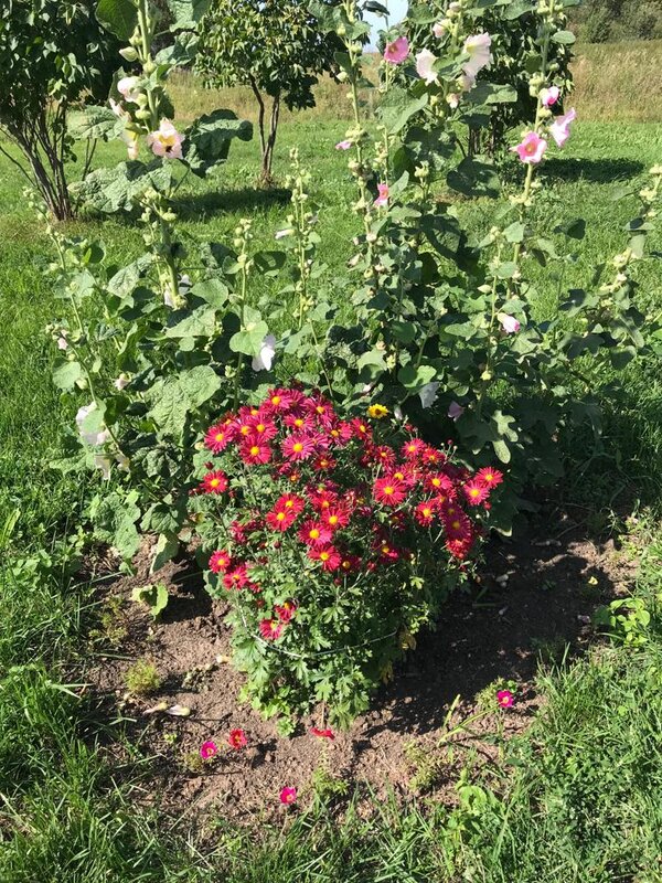 Кореопсис Меркури Ризинг