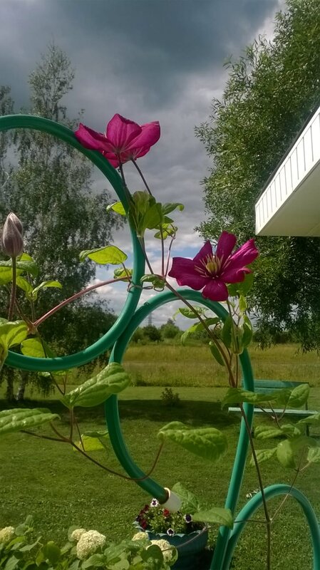 В саду у Маркиных