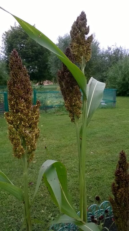 В саду у Маркиных