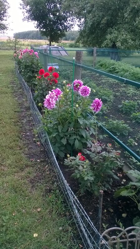 В саду у Маркиных